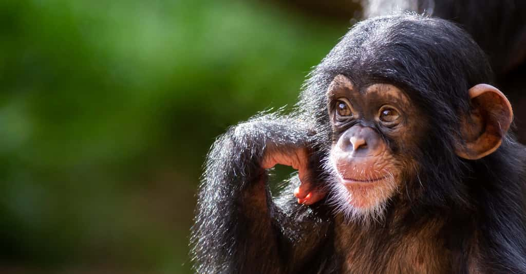 Pour Noël, faites de l’un de vos proches le gardien d’un singe du Jane Goodall Institute. © Patrick Rolands, Adobe Stock