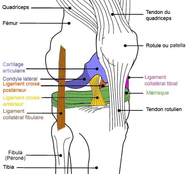 Ce schéma du genou semble dépassé. Il faut désormais rajouter le ligament antérolatéral qui prend son origine à côté du ligament collatéral fibulaire (en marron) au niveau du fémur, et part en travers pour s'insérer à son autre extrémité au niveau du tibia. © Dimdle, Wikipédia, cc by sa 3.