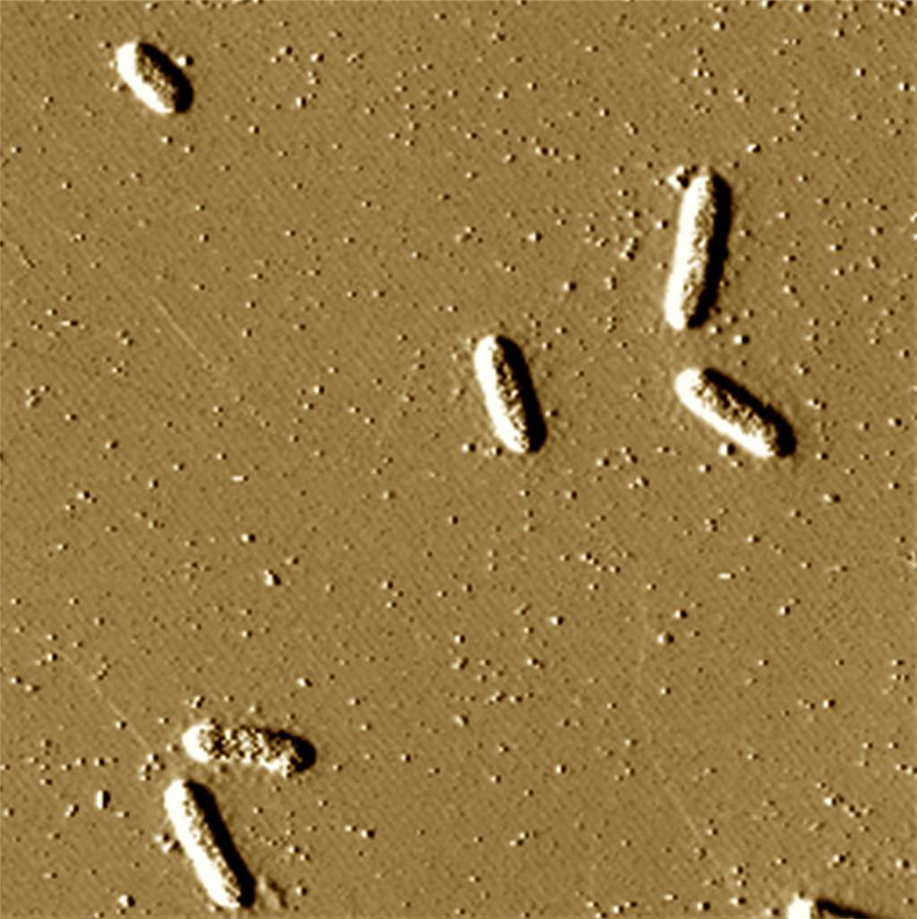 Sur cette image, des Geobacters en forme de bâtonnets et les vésicules qui leur servent à emprisonner l’uranium – les petites taches lumineuses que l’on voit sur l’image. © Morgen Clark, Université de l’État du Michigan