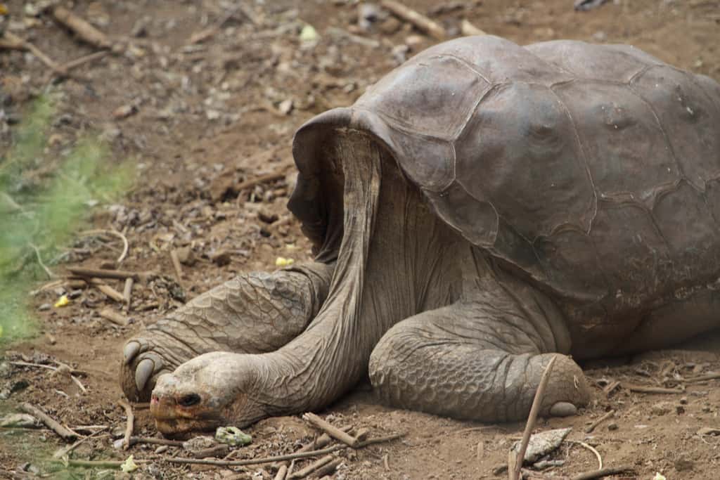 La mort de cette tortue géante de 90 kg n'est pas une fin, le symbole que représentait George le solitaire est encore vivace. © Escapewindow, Flickr, cc by nc nd 2.0