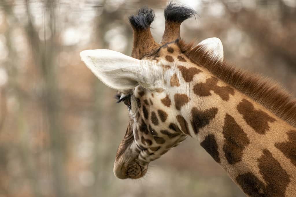 Les girafes montrent des signes de détresse lorsqu’un petit du groupe meurt. Même si ce n’est pas le leur. © Peter Hofstetter, Adobe Stock