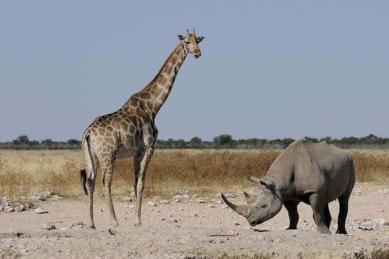 Rencontre entre une girafe et un rhinocéros dans le parc d'Etosha, en Namibie. © Wikipédia, Hans Stieglitz, CC by-sa 3.0