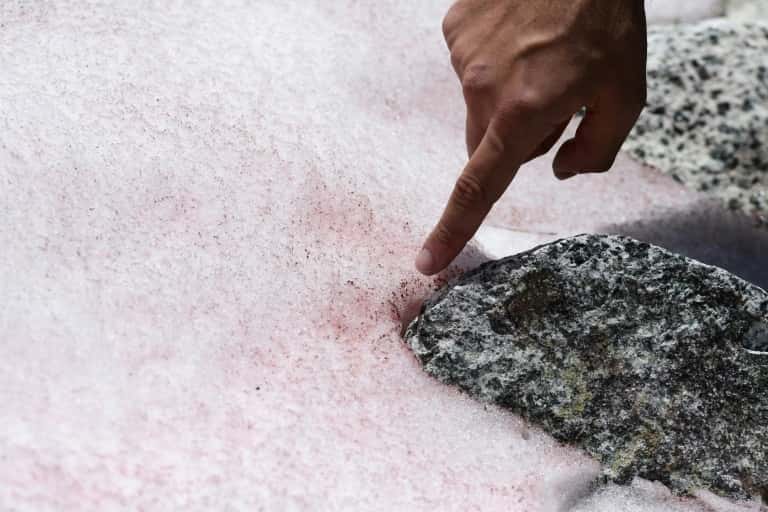 Biagio di Maio, chercheur au Centre de recherche national, montre la neige rose au sommet du glacier Presena, près de Pellizzano, dans les Alpes italiennes le 4 juillet 2020. © Miguel Medina , AFP