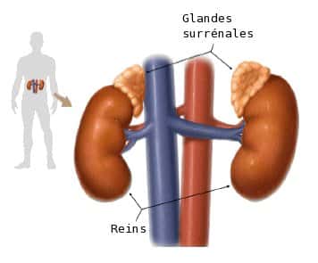 Les glandes surrénales sont situées au-dessus des reins. Elles jouent le rôle de sécrétrices d’hormones. Les tumeurs du cancer de la corticosurrénale ont été étudiées par une équipe de chercheurs. © NIH, Wikimedia Commons, DP