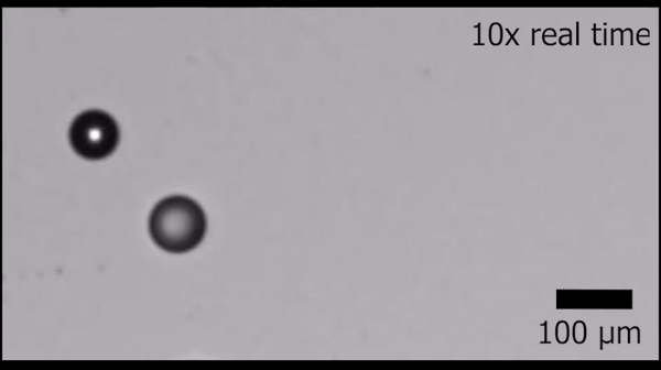 Une gouttelette de bromooctane chasse une gouttelette d’huile fluorée dans une solution aqueuse de tensioactif. © Laboratoire Zarzar, Université Penn State