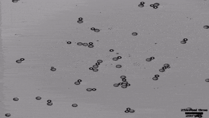 Des paires de gouttelettes de bromooctane et d’éthoxynonafluorobutane forment de plus gros amas de gouttelettes actives avec des mouvements supplémentaires dans une solution aqueuse de tensioactif. © Laboratoire Zarzar, Université Penn State