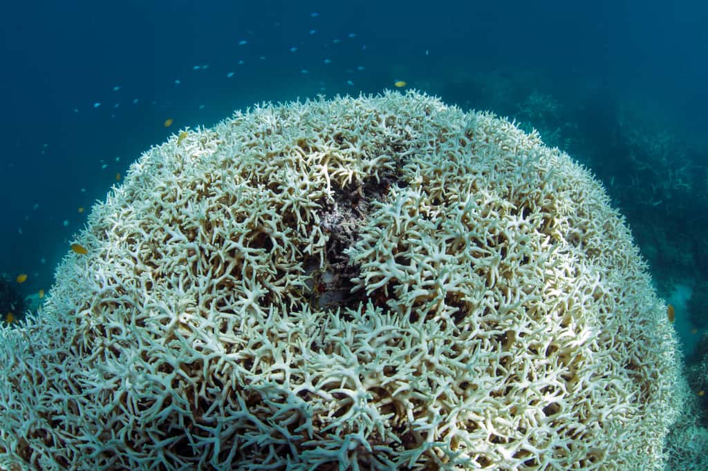 Corail blanchi en mars 2016 au sein de la Grande Barrière de corail, au large de l’île Lizard. © <em>The Ocean Agency, XL Catlin Seaview Survey</em>, Christophe Bailhache