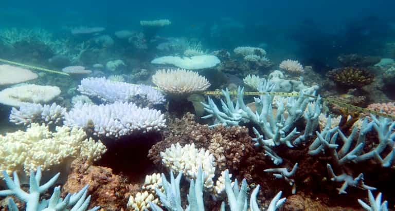 Le plus grand récif corallien du monde qui s'étire sur 2.300 km, se meurt. © Mia Hoogenboom, ARC Centre of Excellence for Coral Reef Studies, AFP, Archives