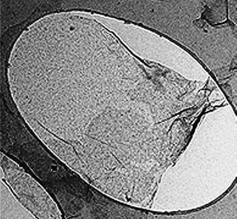 Un feuillet de graphène observé au microscope électronique. Son épaisseur est celle d'un atome de carbone. © École polytechnique Chalmers