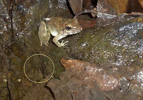 Découvert en 1996, le genre Limnonectes, endémique du Sulawesi, a divergé en plusieurs espèces qui se sont adaptées à différents habitats et régimes alimentaires. Ces grenouilles pèsent entre 2 et 900 g. Seules 4 des 25 espèces estimées sont réellement connues. Ici, un adulte et deux têtards (cercle jaune). © Djoko T. Iskandar, Ben J. Evans, Jimmy A. McGuire, Wikimedia, CC by-sa 4.0