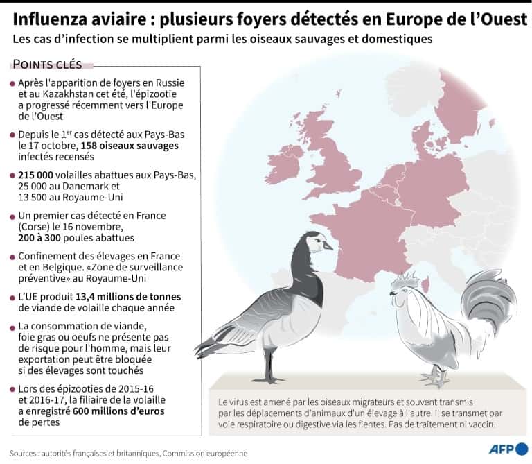 Influenza aviaire : plusieurs foyers détectés en Europe de l'Ouest. © Kun Tian, AFP, Archives