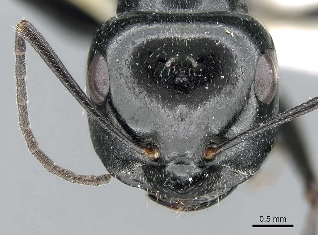 Gros plan sur la tête d’une fourmi du Sahara. © Estelle Ortega, Antweb.org, Wikipedia, CC by-sa-3.0