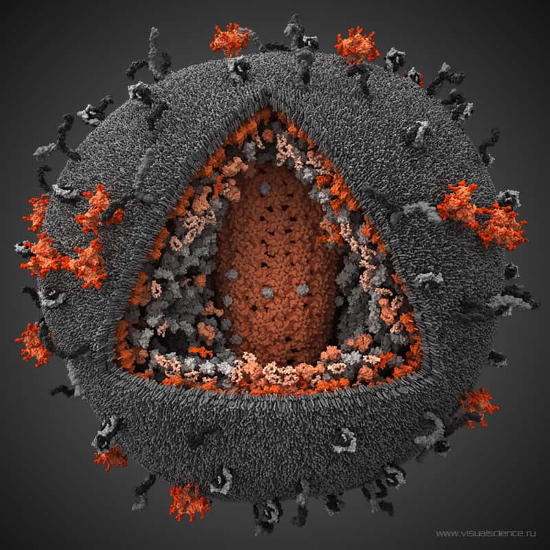 Illustration en 3D du virus de l'immunodéficience humaine (VIH). © visualscience