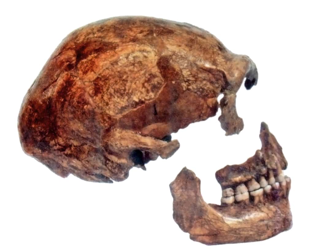 Des outils ont été attribués à l’Homme de Néandertal. Le signe d’un certain développement cognitif. Mais si Néandertal — ici des morceaux de l’Homme de Spy 2, découvert en 1886 — a disparu d’Europe aussi tôt, l’histoire devra peut-être être réécrite. © We El, Wikipedia, CC by-SA 3.0