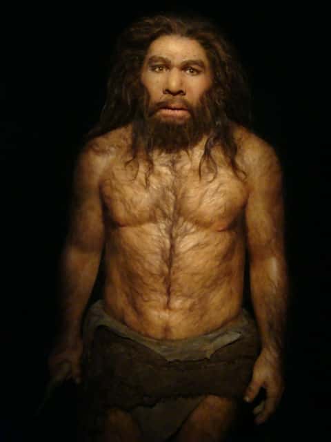 L'Homme de Néandertal, ici représenté, est apparu avant l'Homme anatomiquement moderne, et les deux espèces se sont rencontrées au point qu'elles se sont même hybridées. Pas étonnant donc de retrouver des traces d'infections virales du passé dans notre génome ! © Fuzzyraptor, Flickr, cc by nc sa 2.0