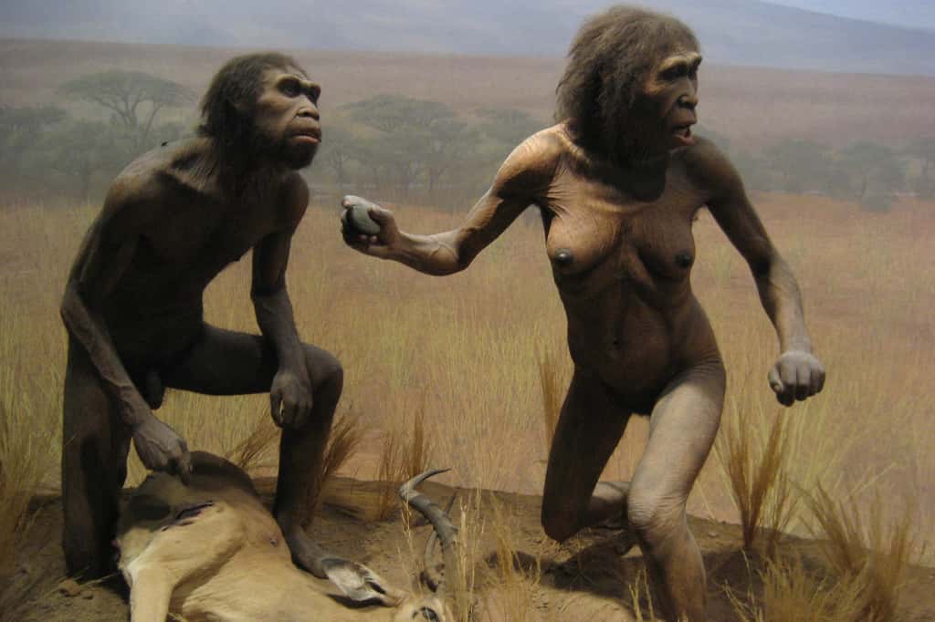 <em>Homo ergaster</em>, l'Homme artisan, qui vivait en Afrique il y a entre 1,8 et 1,3 million d'années, est connu pour avoir perfectionné les techniques de fabrication des outils. Mais lui doit-on également le langage ? © Wallyg, Flickr, cc by nc nd 2.0