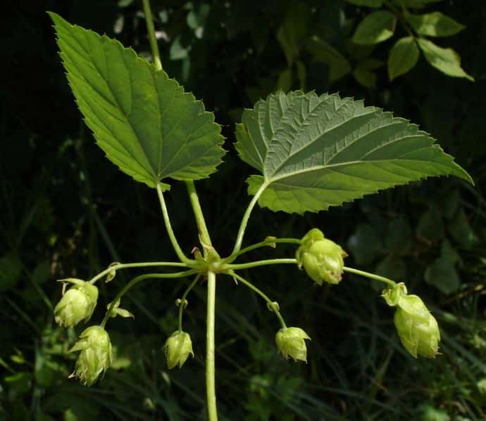 Le houblon est l'un des ingrédients nécessaires à la fabrication de la bière. Il lui procure son amertume. © Bouba, Wikimedia Commons, CC by-sa 3.0