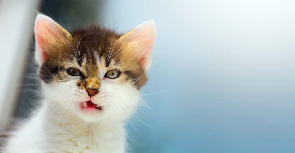 Ce chat est-il de bonne ou de mauvaise humeur ? © Konstiantyn, Adobe Stock