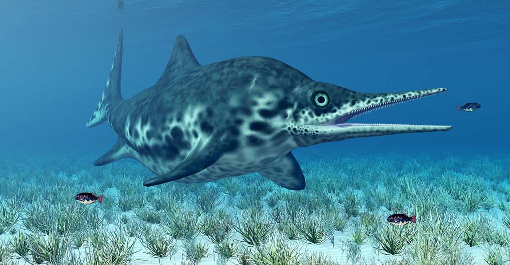 Les ichtyosaures sont apparus il y a 250 millions d'années, légèrement avant les dinosaures (230 millions d'années) et ont disparu peu avant eux. Ces vertébrés marins ressemblaient aux dauphins actuels. Comme eux, ils devaient venir respirer l'air à la surface des eaux. © Michael Rosskothen, Shutterstock