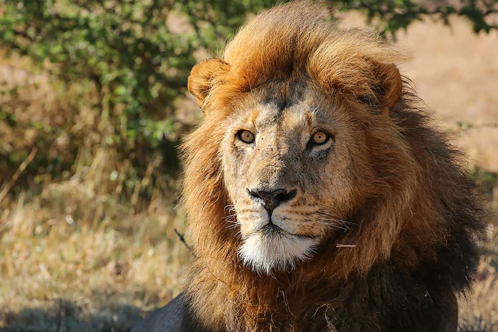 Lion, le roi de la savane (Kenya). © Graeme Green, tous droits réservés, reproduction interdite