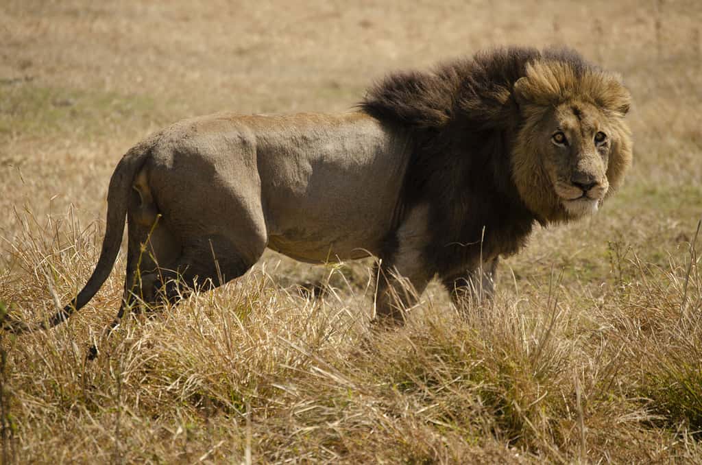 Le lion, un animal emblématique à protéger. © Avila Barbara, tous droits réservés 