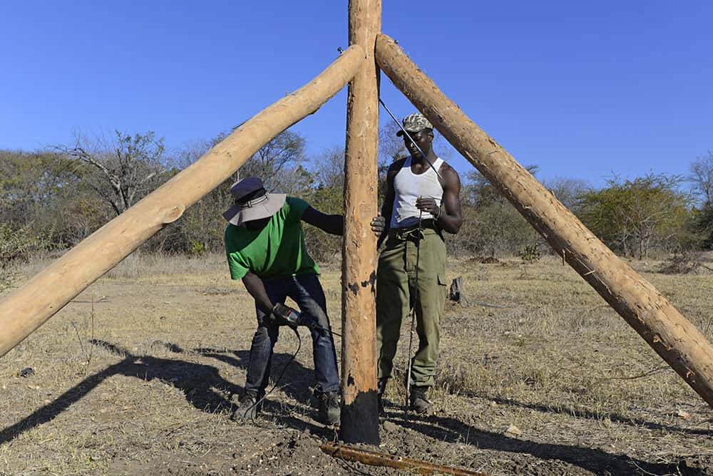 Création de clôtures en Zambie, un procédé très efficace. © Panthera, tous droits réservés, reproduction interdite
