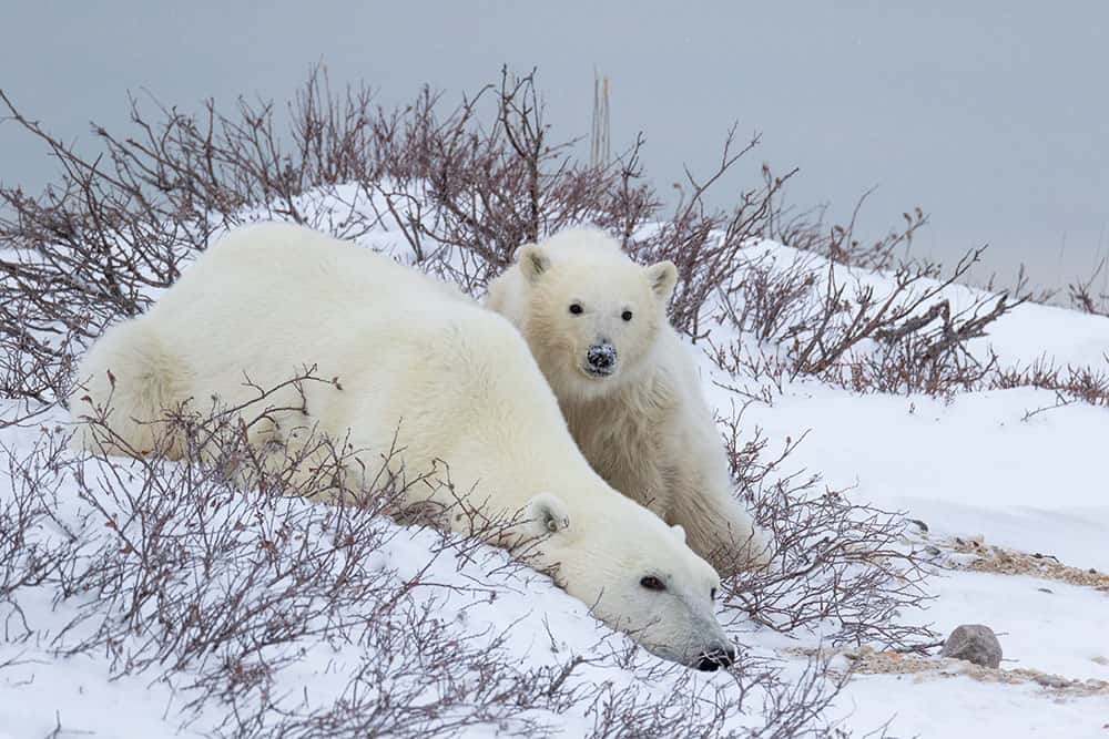 Ours polaires dont l'habitat se réduit avec le réchauffement climatique. © Simon Gee Polar Bear International, tous droits réservés, reproduction interdite
