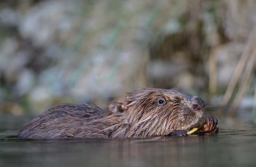 Le castor mange le plus souvent directement dans l’eau ou à proximité immédiate de celle-ci. © Rémi Masson, tous droits réservés