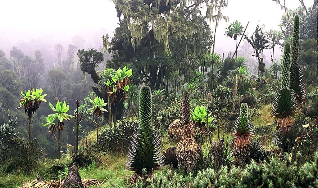 Plantes de la vallée de Bujuku, Parc national des monts Rwenzori. © Manuel Werner, Wikimedia commons, CC 2.5
