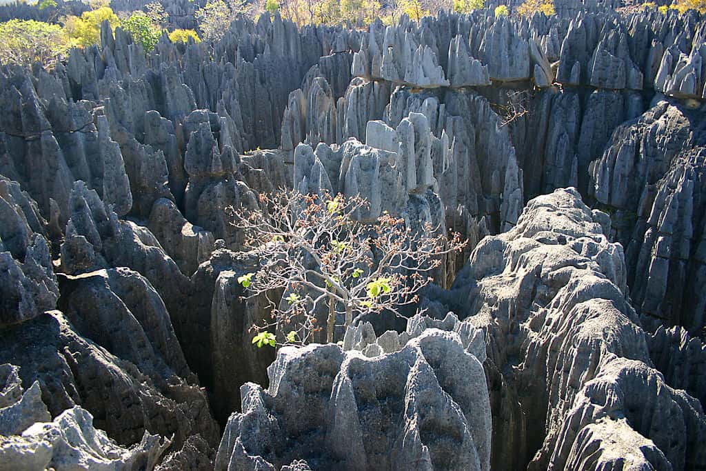 La réserve naturelle intégrale du Tsingy de Bemaraha est inscrite sur la liste du patrimoine mondial de l'Unesco. Située dans l'ouest de Madagascar, cette réserve bénéficie d'une faune extrêmement riche et diversifiée. © Gloumouth1, Wikipédia, GNU 1.2