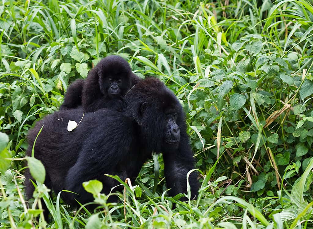 Gorilles des montagnes. © Cai Tjeenk Willink, <em>Wikimedia commons,</em> CC 3.0