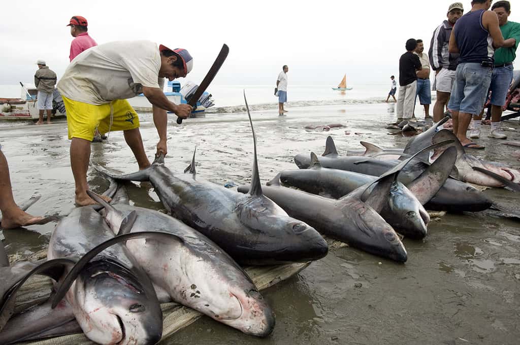 Des millions de requins sont tués par l'Homme chaque année. © Steven Surina tous droits réservés.