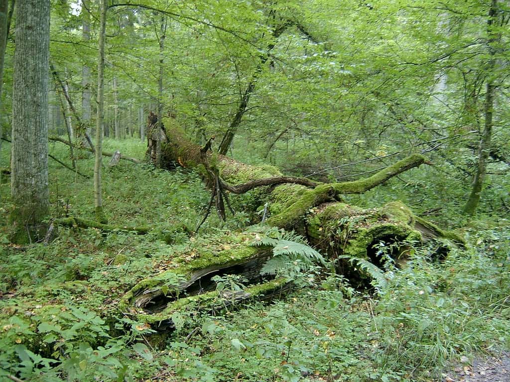 Forêt primaire Białowieża en Pologne. © Ralf Lotys, <em>W</em><em>ikimedia Commons</em>, CC by-sa 3.0