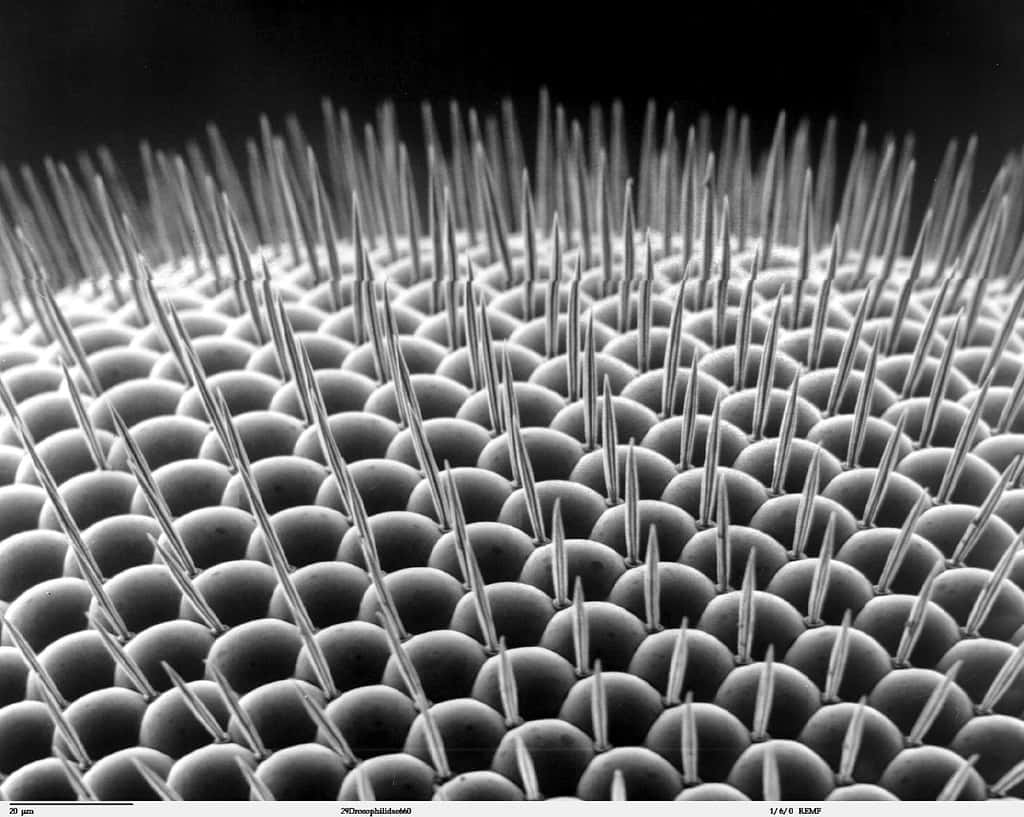 L’œil complexe d’une drosophile vu en microscopie électronique. On distingue les yeux simples, les facettes. Une mouche voit environ 200 images par seconde. © Louisa Howard, Wikipédia, DP