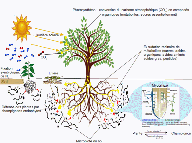 Le rôle du microbiote du sol est considérable et très varié : humification et minéralisation, mycorhization, fixation de l'azote atmosphérique, défense des plantes par champignons endophytes. © Salsero35, wikimedia commons, CC by-sa 4.0  