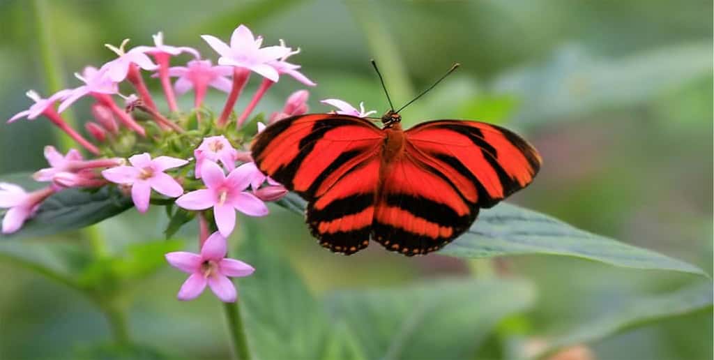 On a dénombré 200 000 espèces de papillons. Elles sont toutes menacées dorénavant. Outre leur intérêt esthétique certain (ici, au Costa Rica), ce sont des pollinisateurs fort utiles. © Éric Valenne, Shutterstock