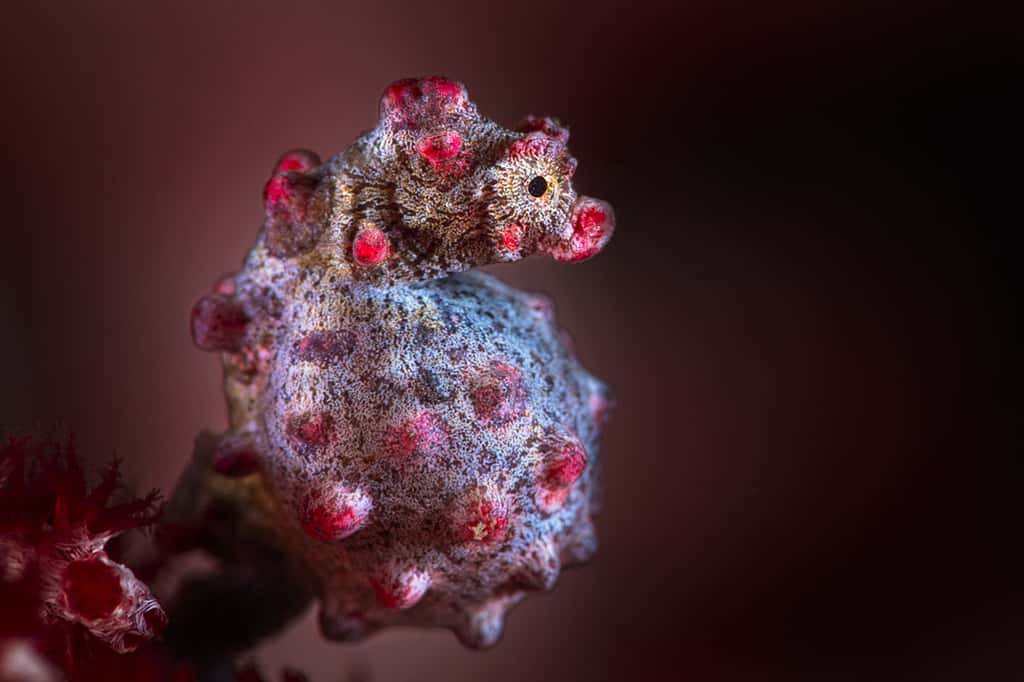 Hippocampe pygmée rose de Bargibant (<em>Hippocampus bargibant</em>). © Gabriel Barathieu, tous droits réservés 