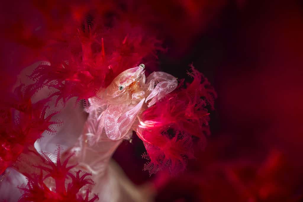 Petit crabe des coraux mous épineux (<em>Lissoporcellana sp</em>). © Gabriel Barathieu, tous droits réservés