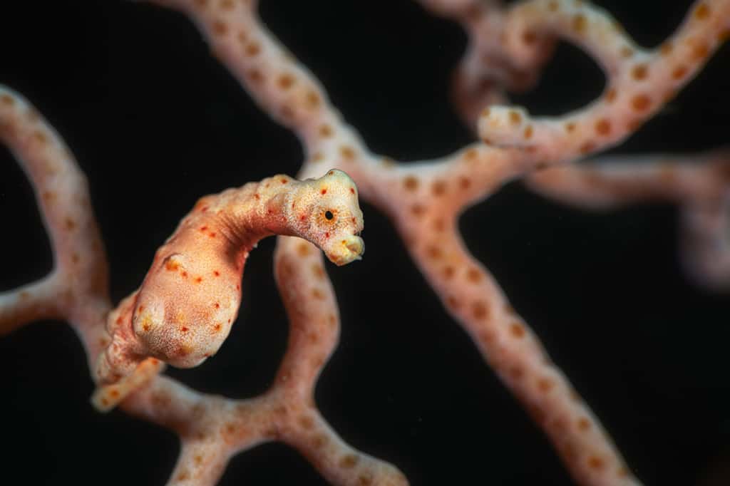 Hippocampe pygmée (<em>Hippocampus denise</em>) photographié en pose longue avec synchronisation des flashs au second rideau. © Gabriel Barathieu, tous droits réservés