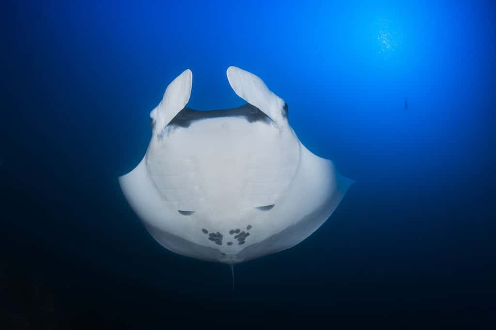 Raie manta océanique en contre-jour (<em>Manta birostris</em>). © <a href="https://www.underwater-landscape.com/a-propos" target="_blank">Gabriel Barathieu</a>, tous droits réservés