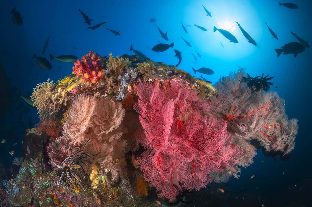 Misool, patate de corail colonisée par une grande diversité de gorgones de différentes couleurs. © Gabriel Barathieu, tous droits réservés