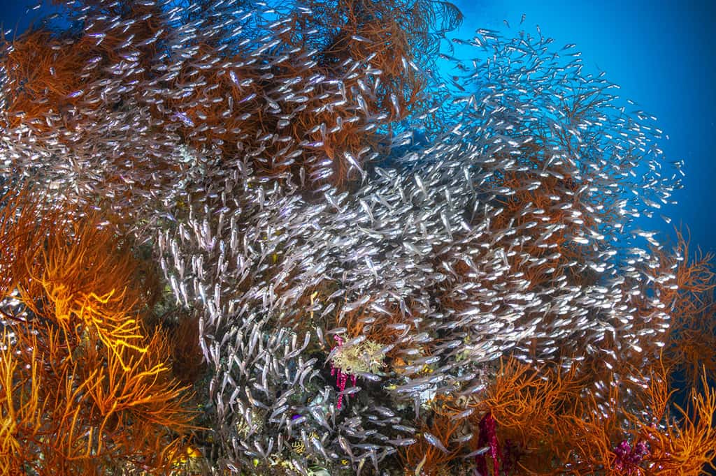 Banc de poissons « <em>glassfish</em> » sur le récif. © Gabriel Barathieu, tous droits réservés