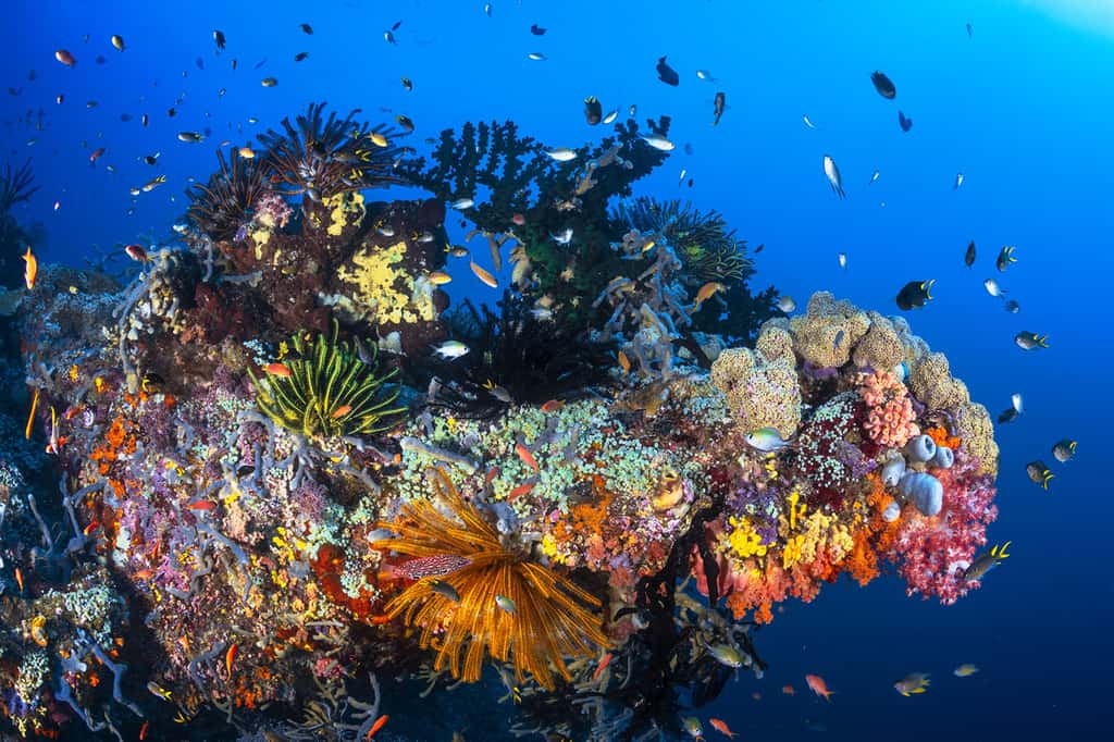Raja Ampat, un arc-en-ciel de biodiversité ! © <a href="https://www.underwater-landscape.com/a-propos" target="_blank">Gabriel Barathieu,</a> tous droits réservés