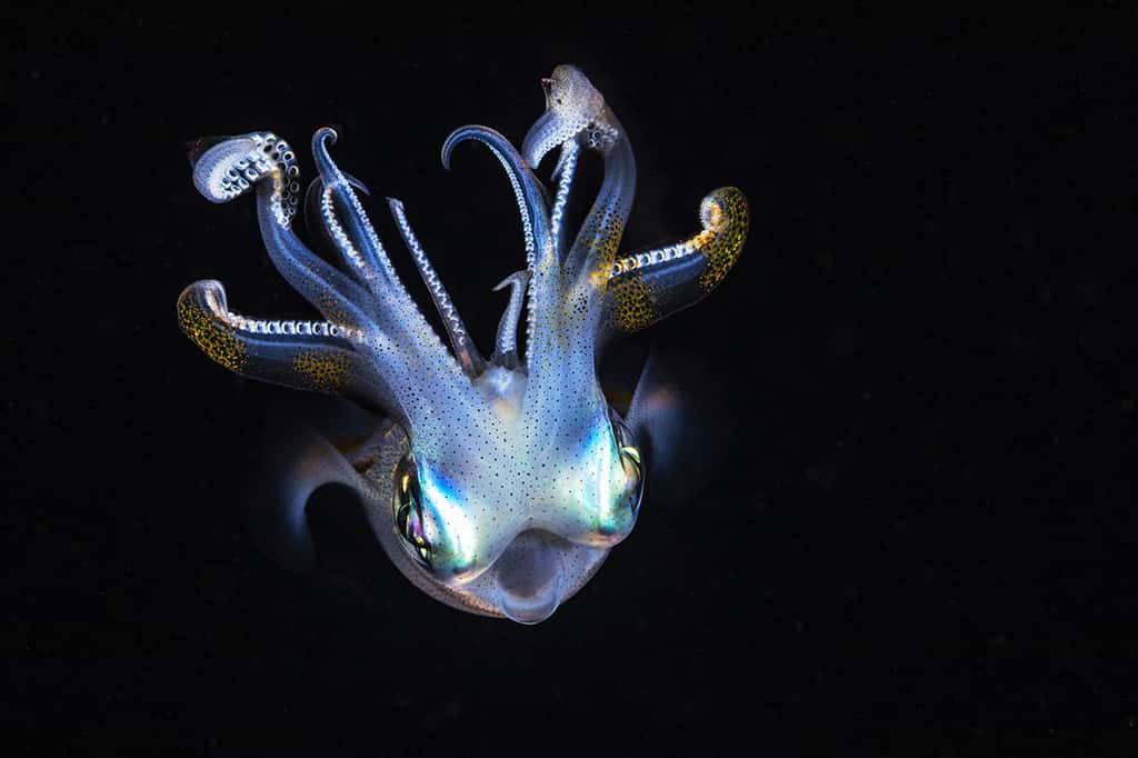 Un calamar pygmée tous tentacules en hauteur en pleine nuit. © Gabriel Barathieu, tous droits réservés