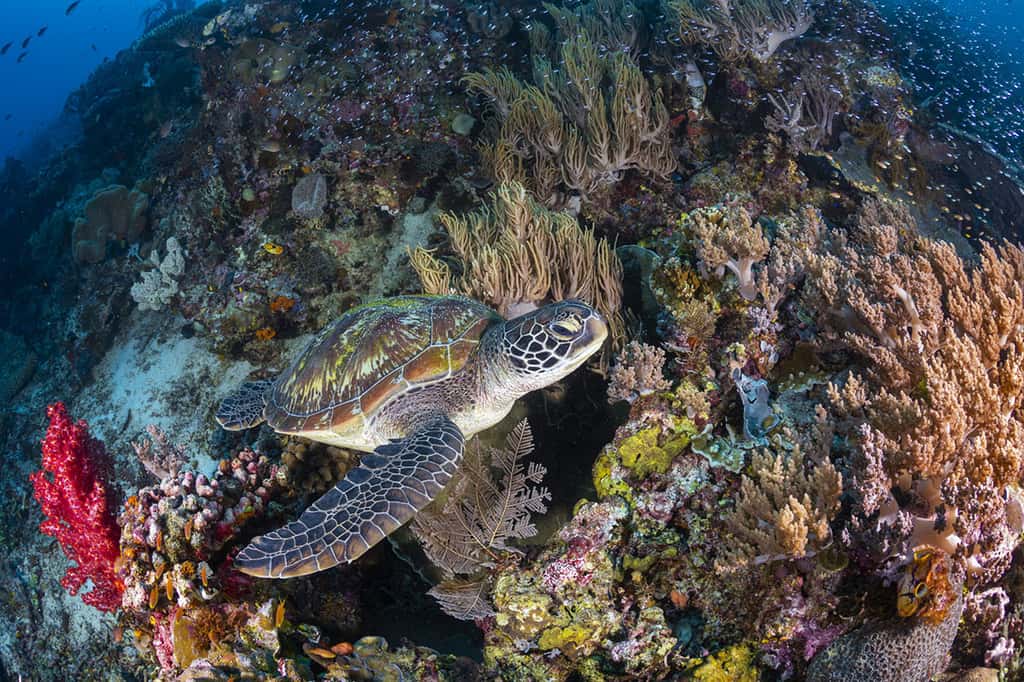 Une tortue verte (<em>Chelonia mydas</em>) au milieu d’un jardin de corail de Sauwandarek. © Gabriel Barathieu, tous droits réservés