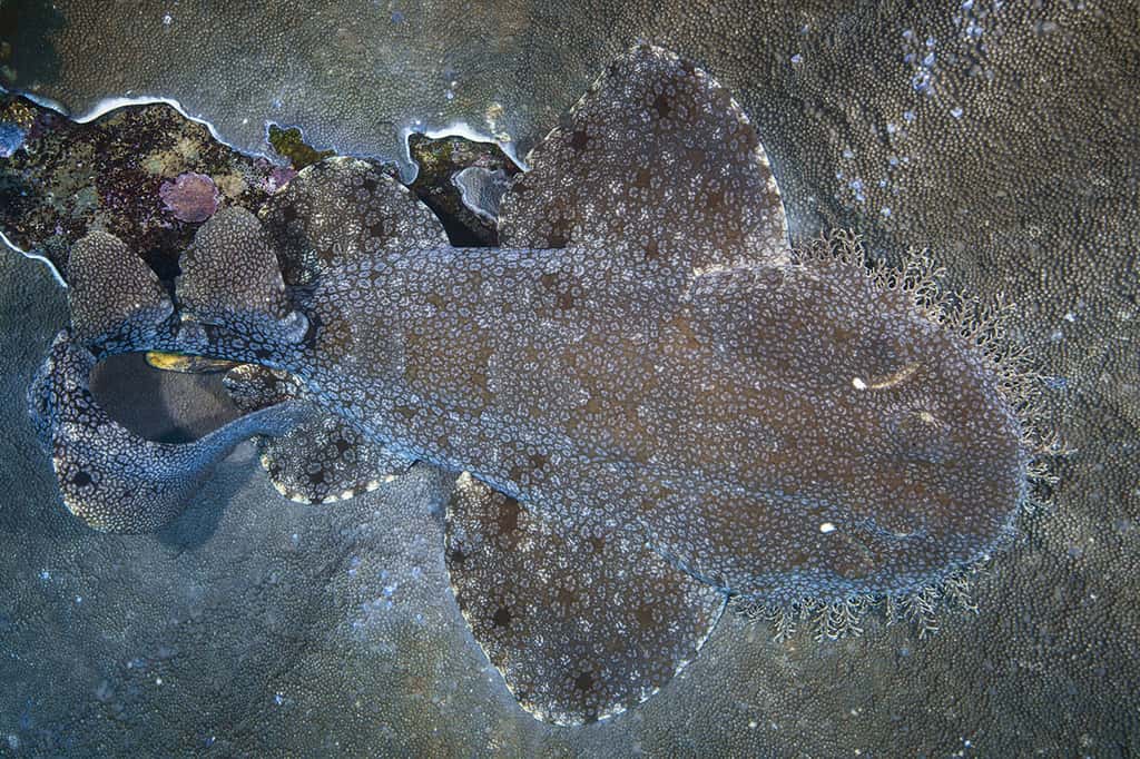 Une photo mettant en évidence la formidable capacité de camouflage du requin-tapis barbu. © Gabriel Barathieu, tous droits réservés 