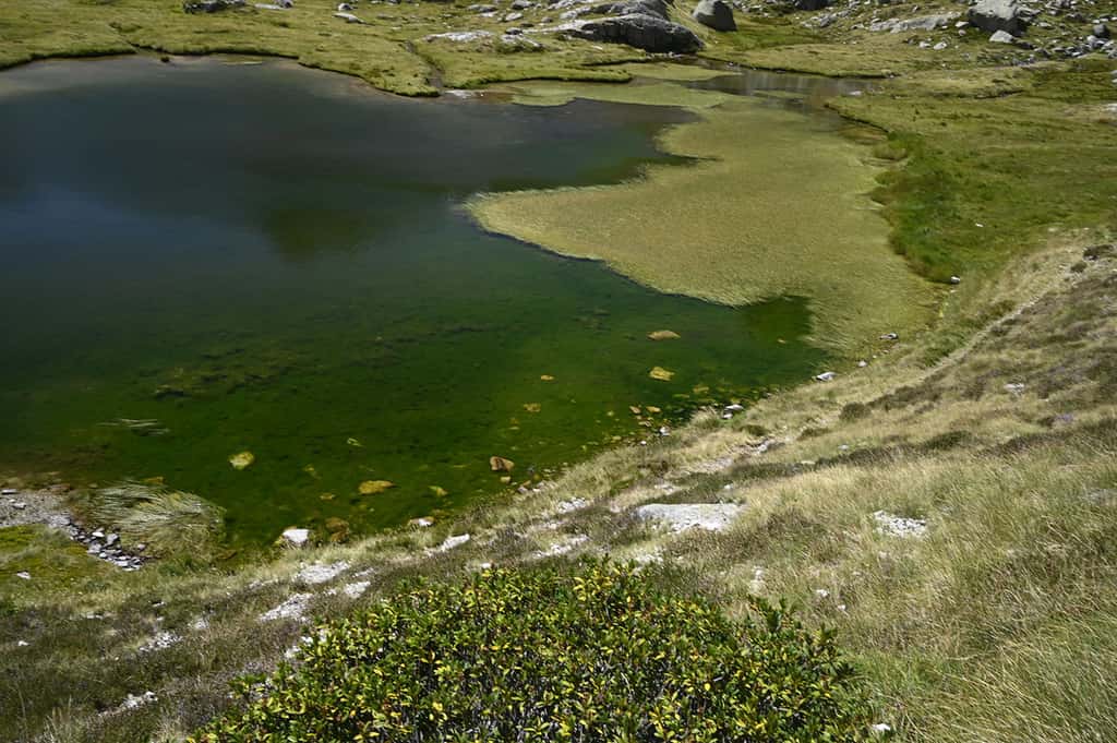 Un lac de montagne en cours d'eutrophisation à cause de la pollution et du changement climatique. © Dirk Schmeller, tous droits réservés
