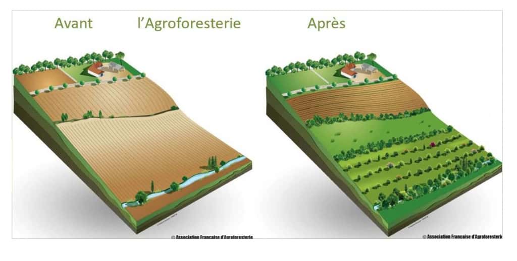 L’agroforesterie, une vraie solution d’avenir ! ©  <a href="https://www.agroforesterie.fr/" target="_blank">Association française d’agroforesterie </a>