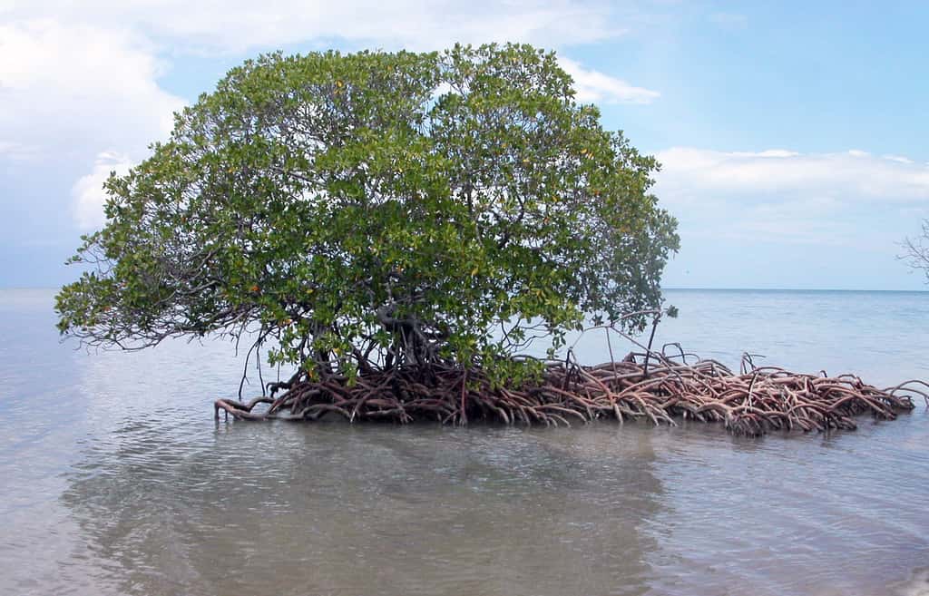 Autre prix Nobel pour celui ou celle qui déchiffrera le secret de la mangrove pour faire pousser des plantes sur des terres salées ou même avec de l’eau salée. © Manuel Dohmen, <em>Wikimedia Commons</em>, CC 3.0 