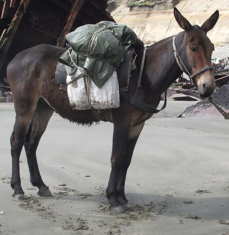 Un mulet de bât, beaucoup utilisé en montagne. Issus de l’accouplement d’un âne et d’une jument, les mulets ne sont pas fertiles. © Dario u, Wikipédia, DP